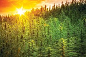 hemp carbon credits