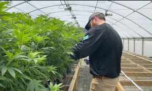 hemp crop scouting, How hemp growers can employ crop scouting for pests, diseases