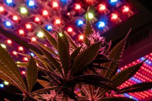 cannabis lighting myths, Cultivation experts bust 3 common cannabis lighting myths