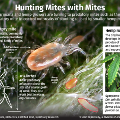 A graphic showing how some cannabis cultivators are using western predatory mites to control the plant damaging hemp russet mite.