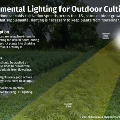 A graphic explaining using supplemental lighting techniques to keep cannabis plants from flowering too soon.