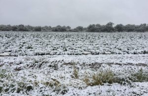 , How hemp growers can prepare for early season cold weather