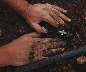 Sustainable hemp farming, Hemp is a ‘tremendously sustainable crop’ when grown properly, Sierra Club VP says