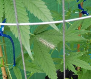 hemp harvest 2021, Hemp harvest preview: Growers discuss genetics, weather and pest and disease pressure