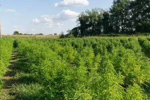 , Opinion: It&#8217;s time for a US hemp checkoff program