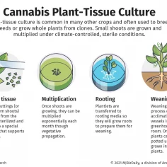 A graphic showing the process of plant-tissue culture for cannabis