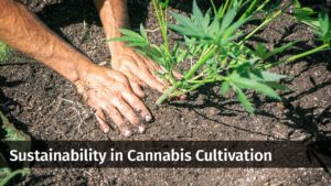 cannabis plastic use, How hemp cultivators can reduce and eliminate plastic use