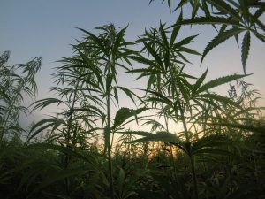 hemp heavy metals, How to avoid heavy-metal accumulation in your hemp crop