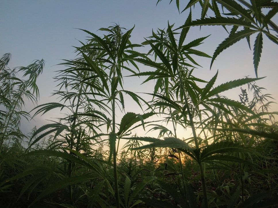 Hemp offers American Indian people with brand-new financial chances, business collaborations